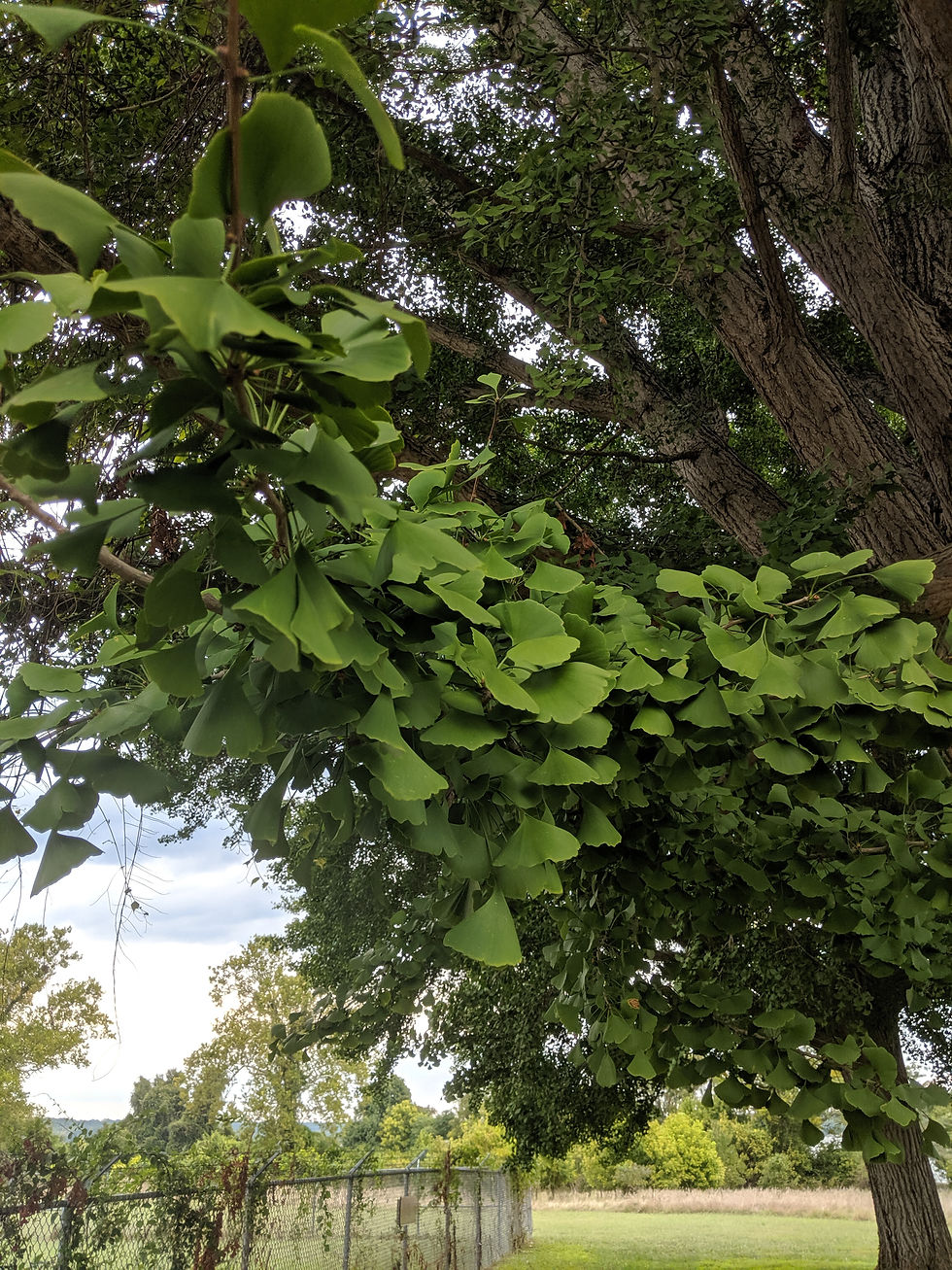 Trees Plant Path Nursery Knoxville