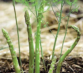 Asparagus plant