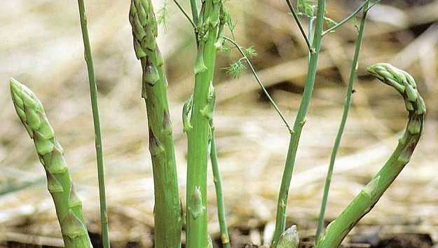 Asparagus Plant