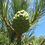 Thumbnail: Pine Nut Tree
