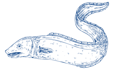Fish2.png