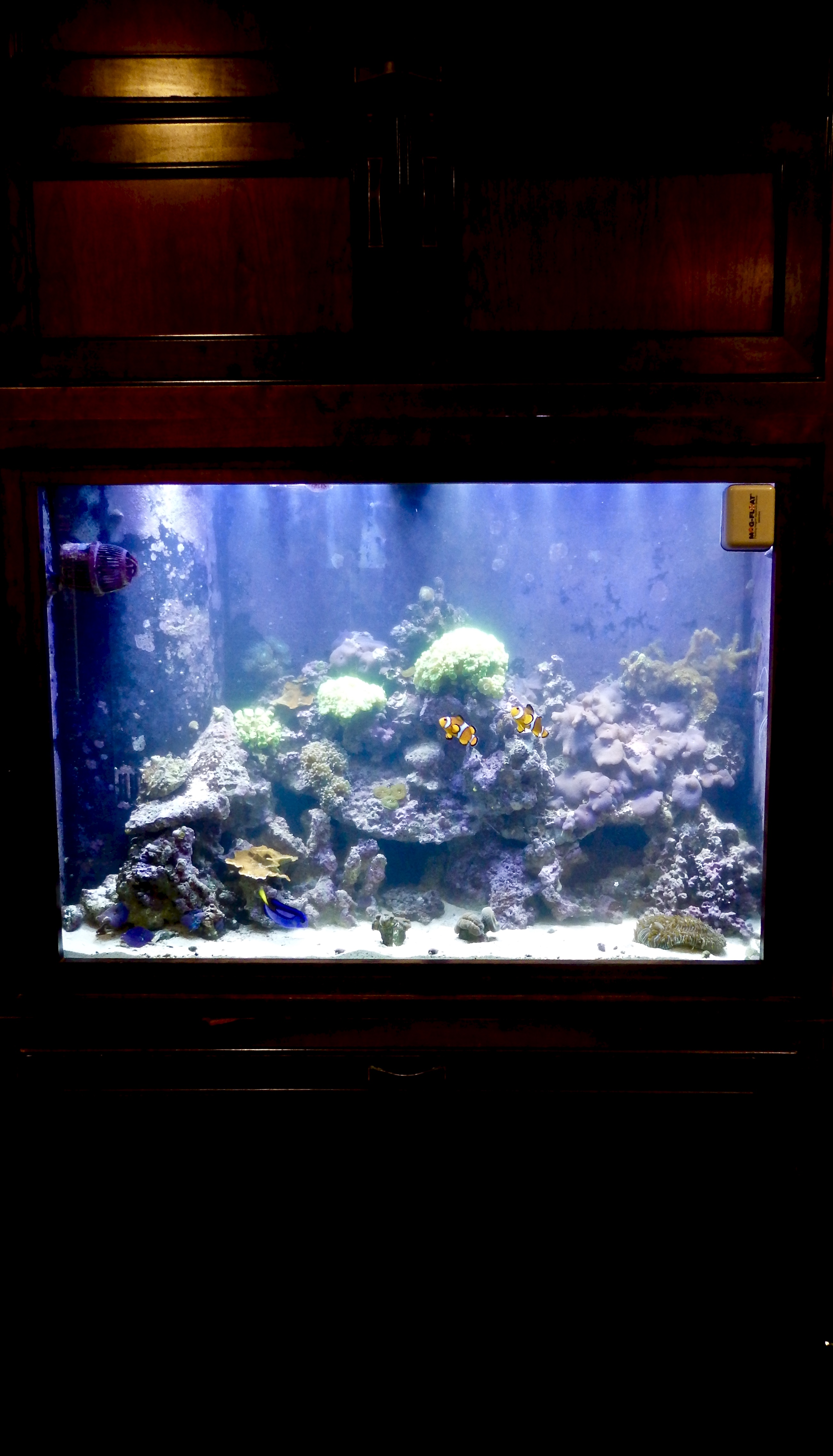 Aquarium sales, service & leasing Aquatic World
