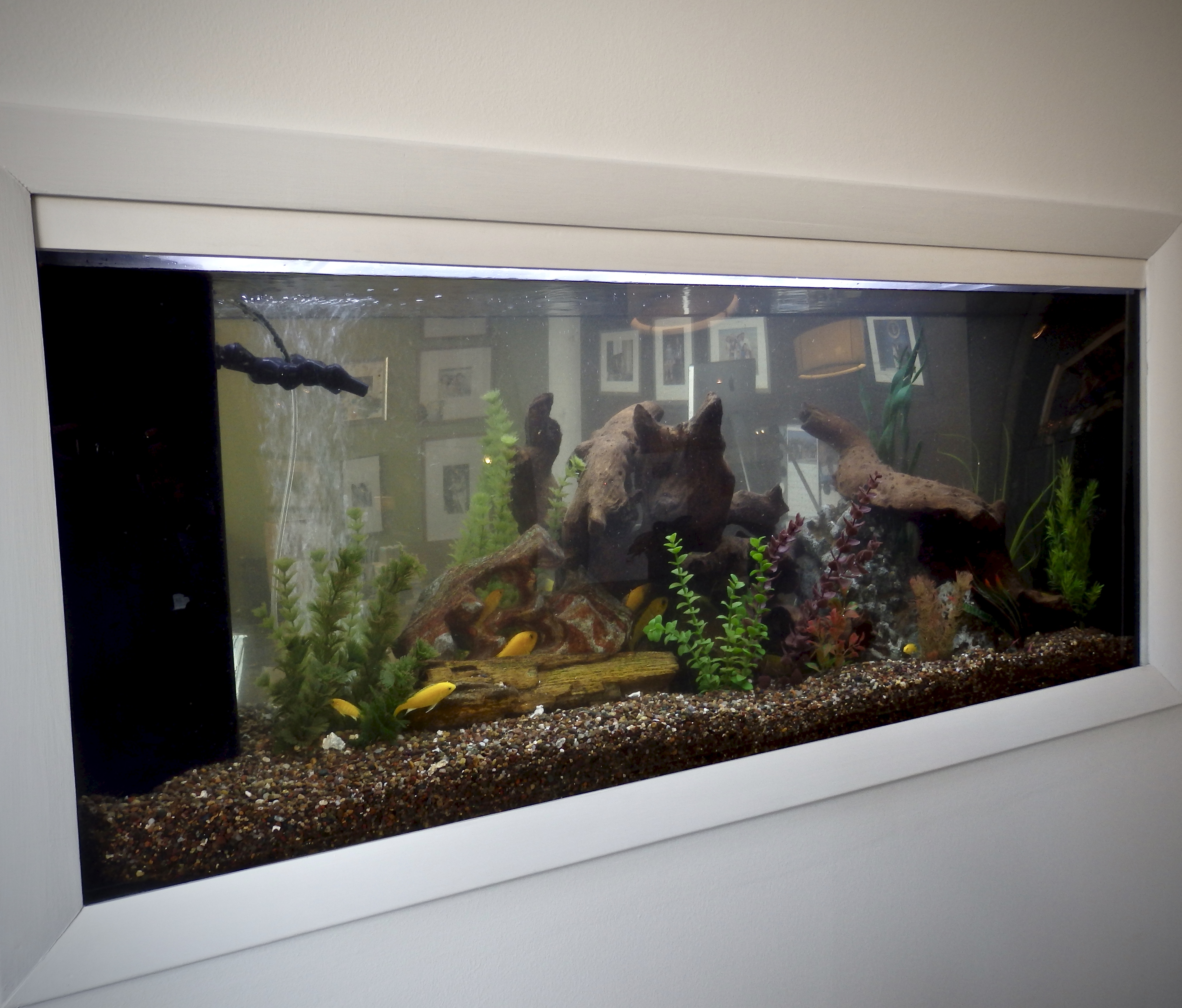Aquarium sales, service & leasing Aquatic World