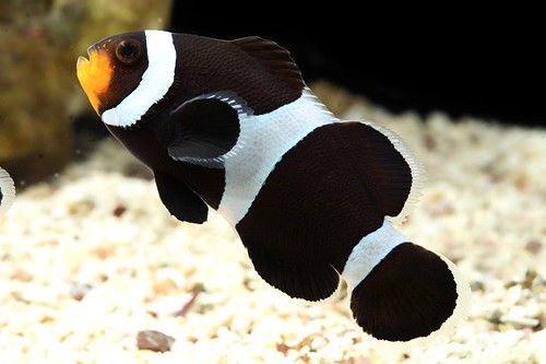 TR B&W Clownfish $54.99 each