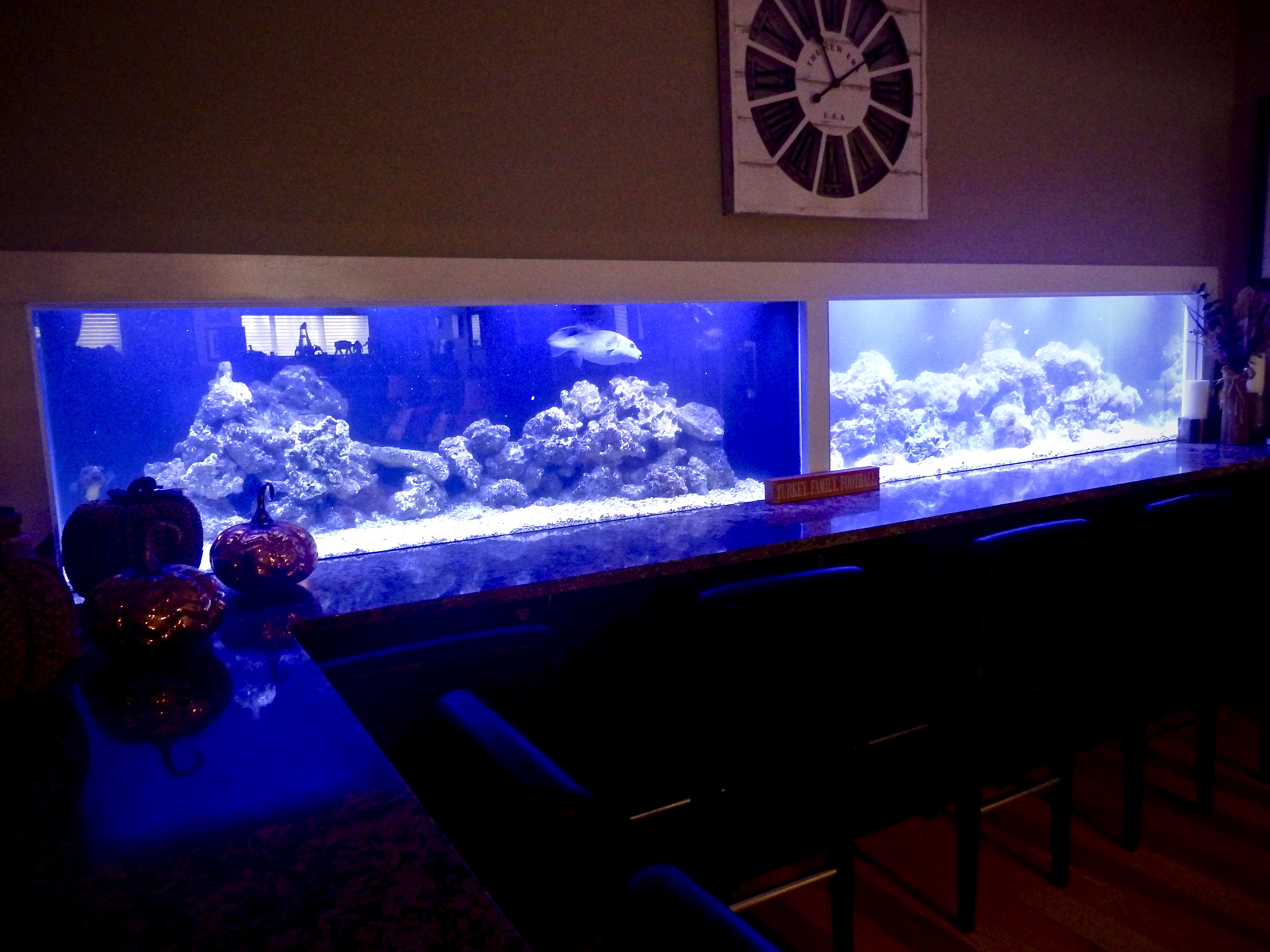 Aquarium sales, service & leasing Aquatic World