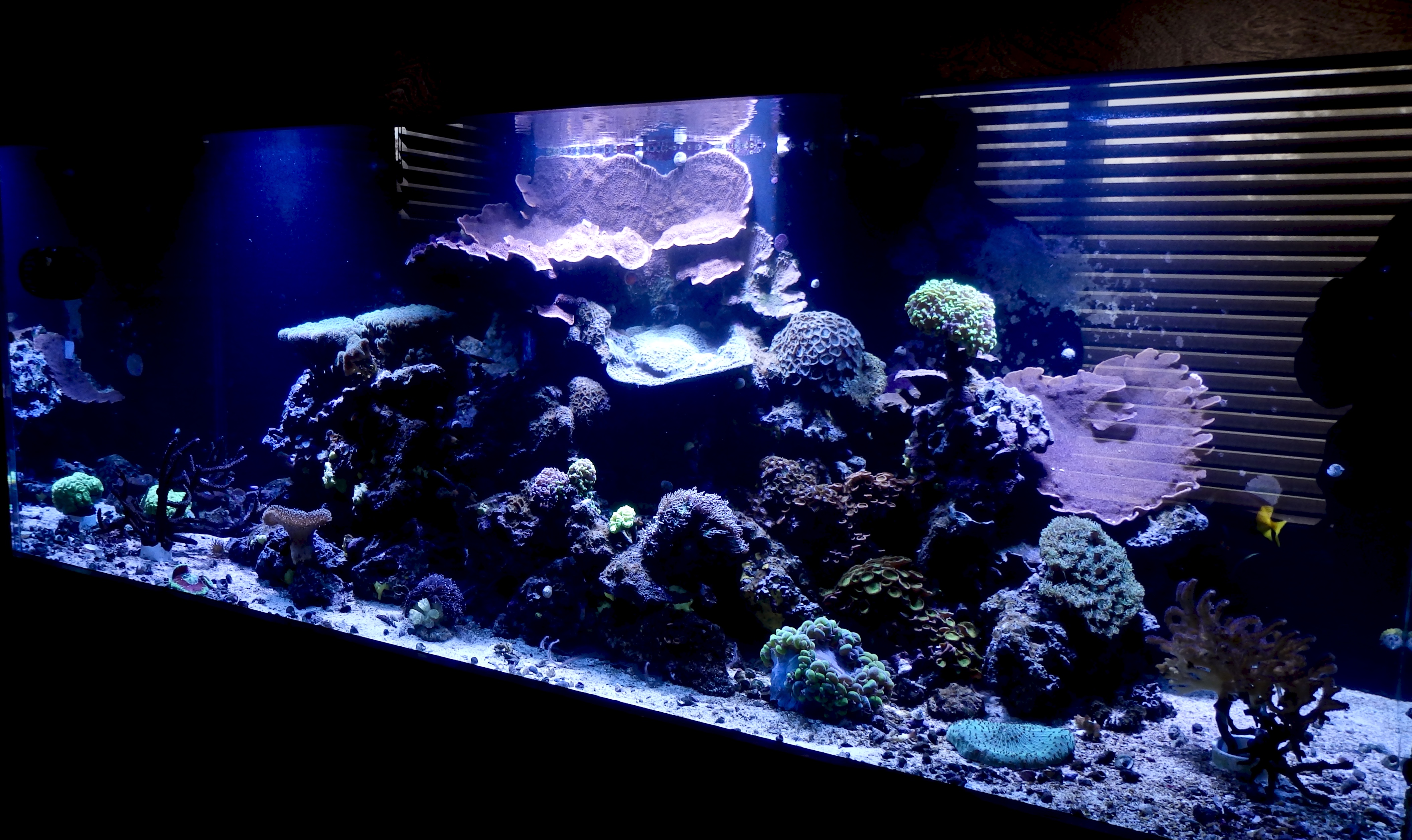 Aquarium sales, service & leasing Aquatic World