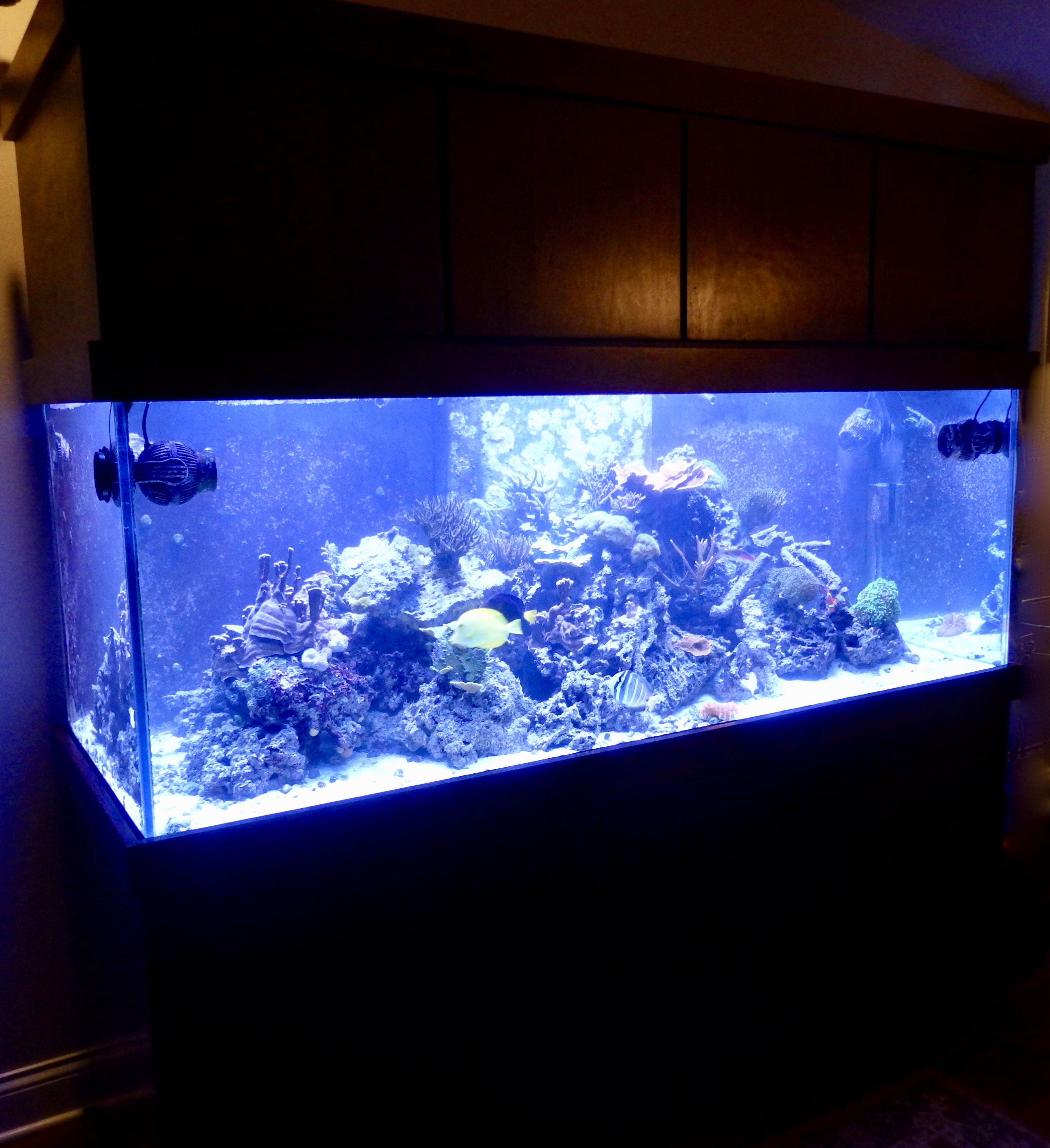 Aquarium sales, service & leasing Aquatic World
