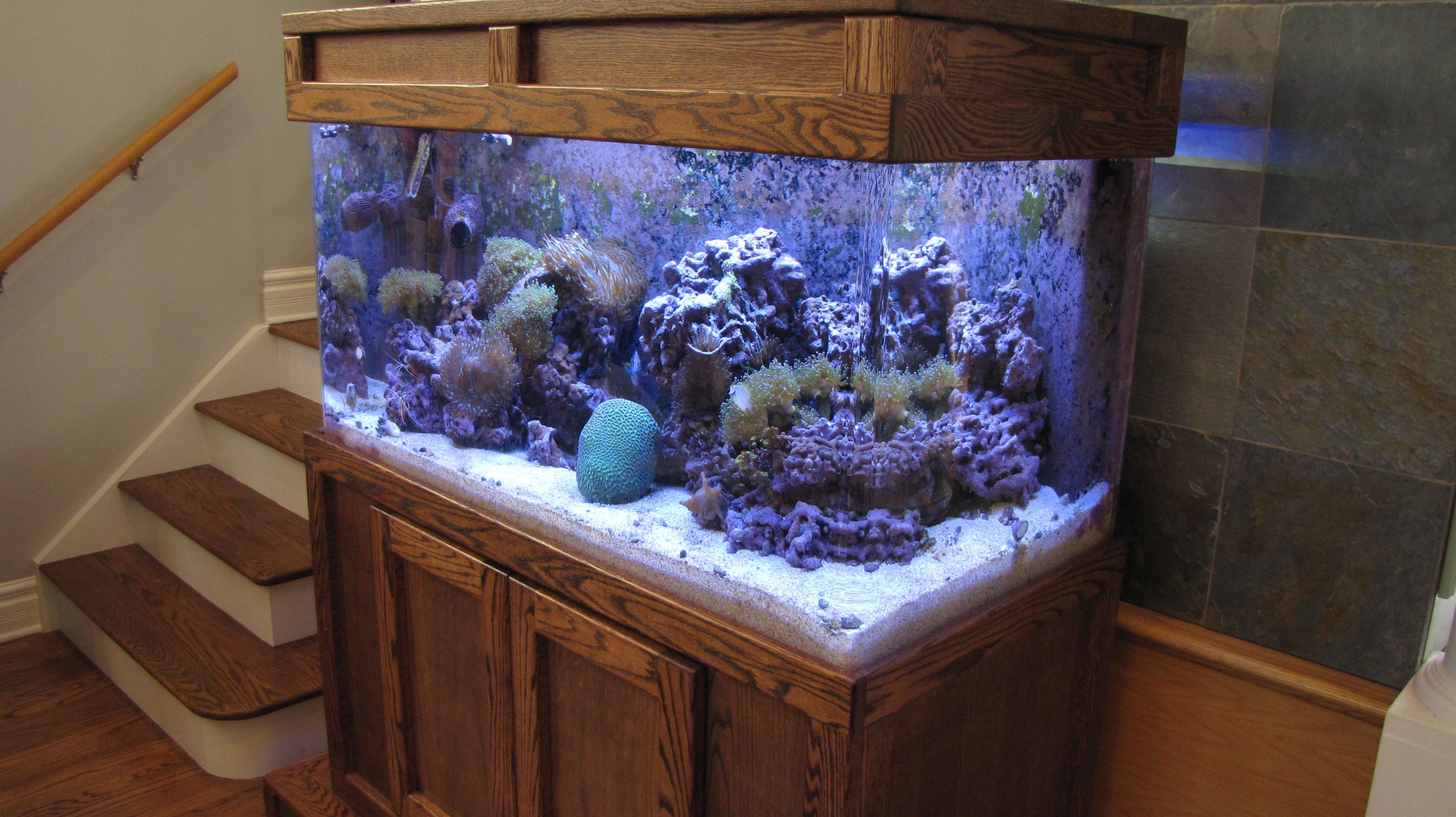Aquarium sales, service & leasing Aquatic World