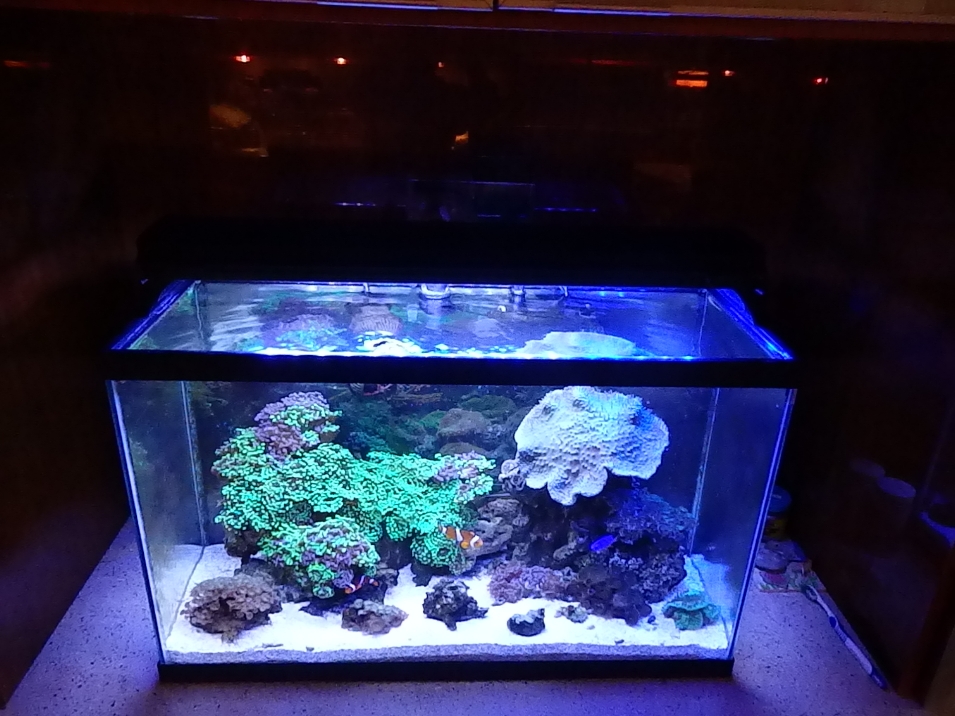 Aquarium sales, service & leasing Aquatic World