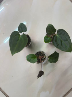 3b385573-583d-45c3-8fcb-ffb8f7772d52