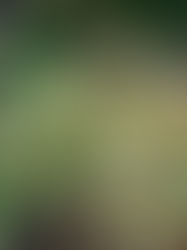 Multiple Drosera Adelae Lance Leaf Sundew Plants with Red Sticky Dewy Leaves