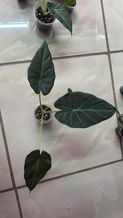 43b9ad3f-5c20-4eef-ad3b-6a7ec0374e85