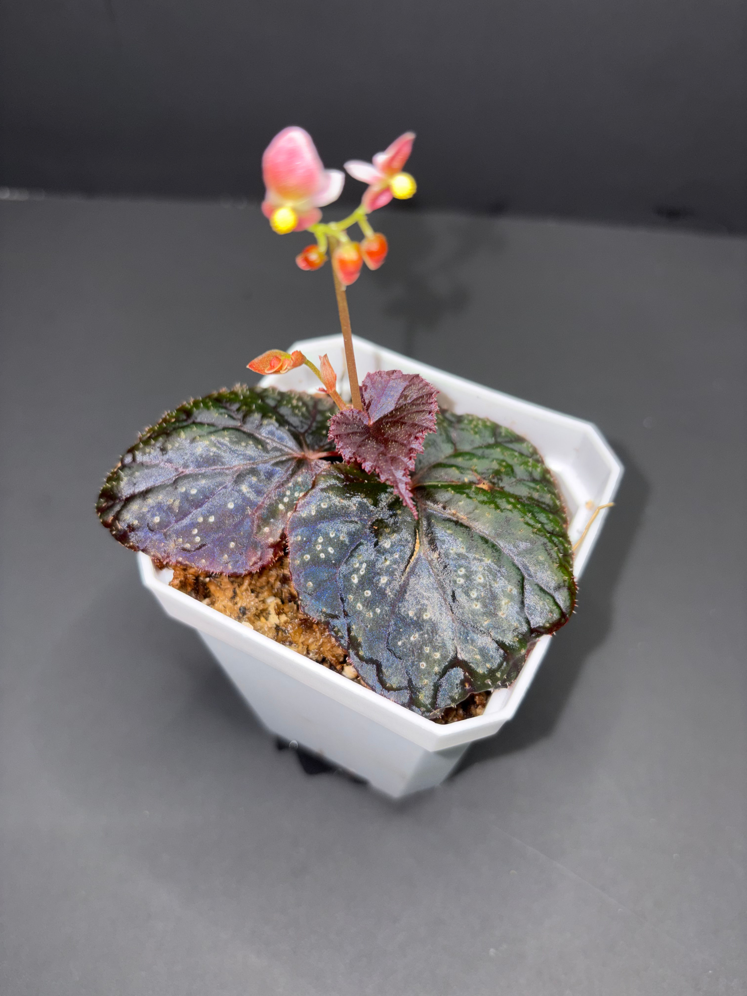 Botanicaz 45v1 Begonia Established Terrarium Plant Beginner Friendly #W2