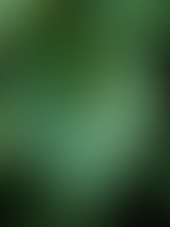 Rare Houseplants That Require Minimal Care: Low-Maintenance Rare Plants You’ll Love