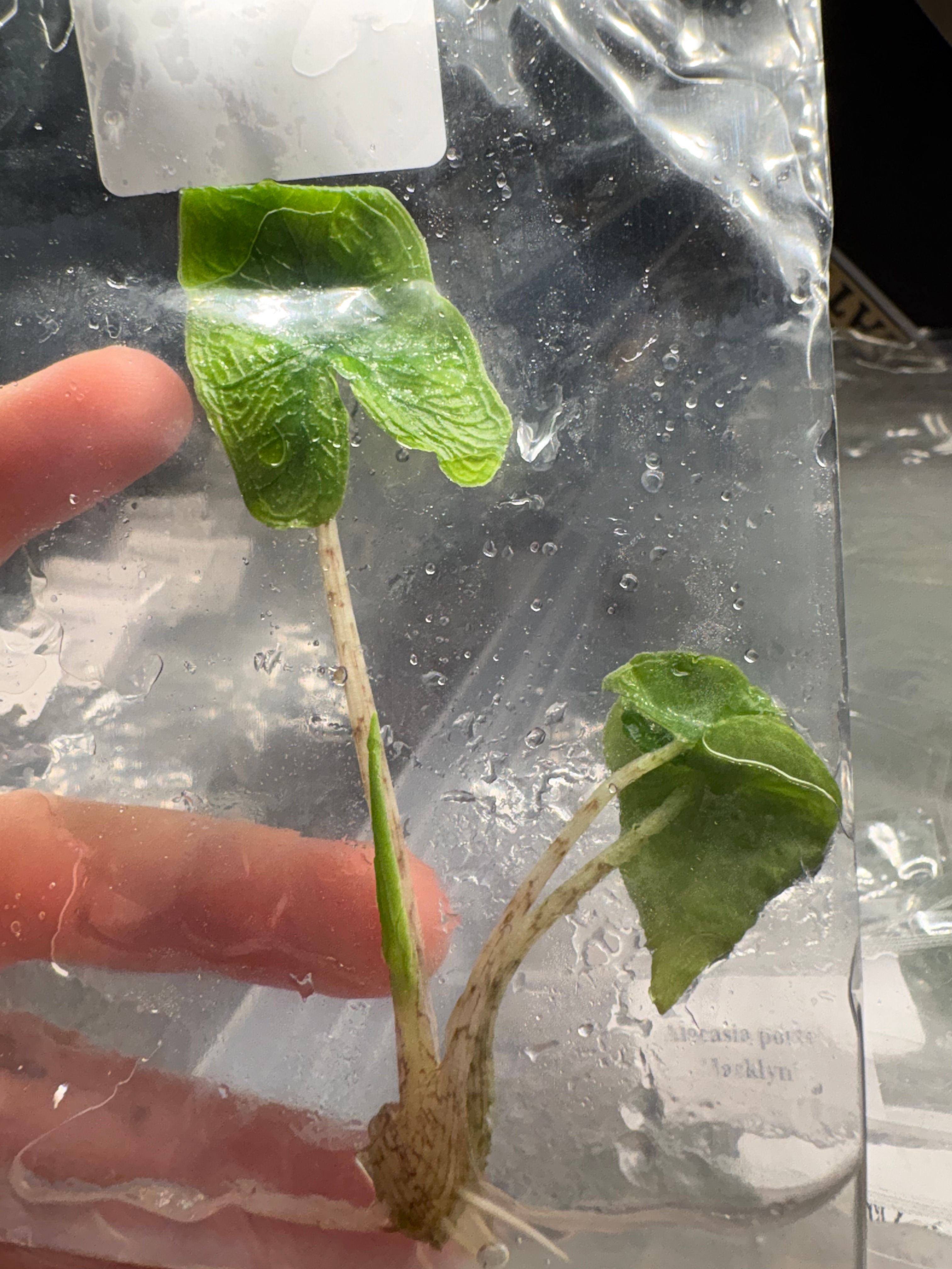 Alocasia Jacklyn Tissue Culture Plantlet