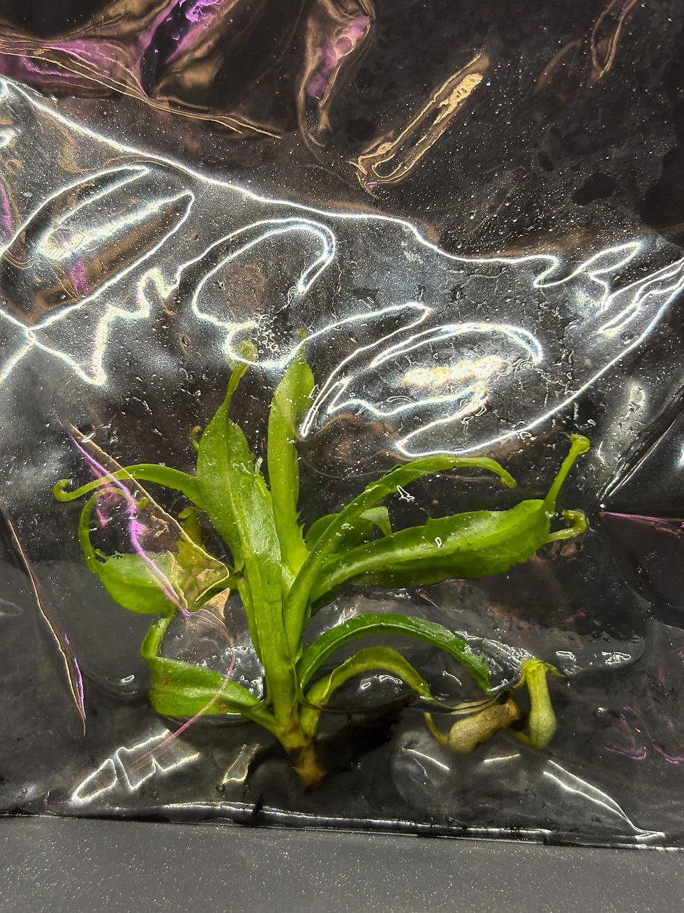 Thumbnail: Nepenthes Ventricosa Pitcher Plant Tissue Culture Seller's Choice