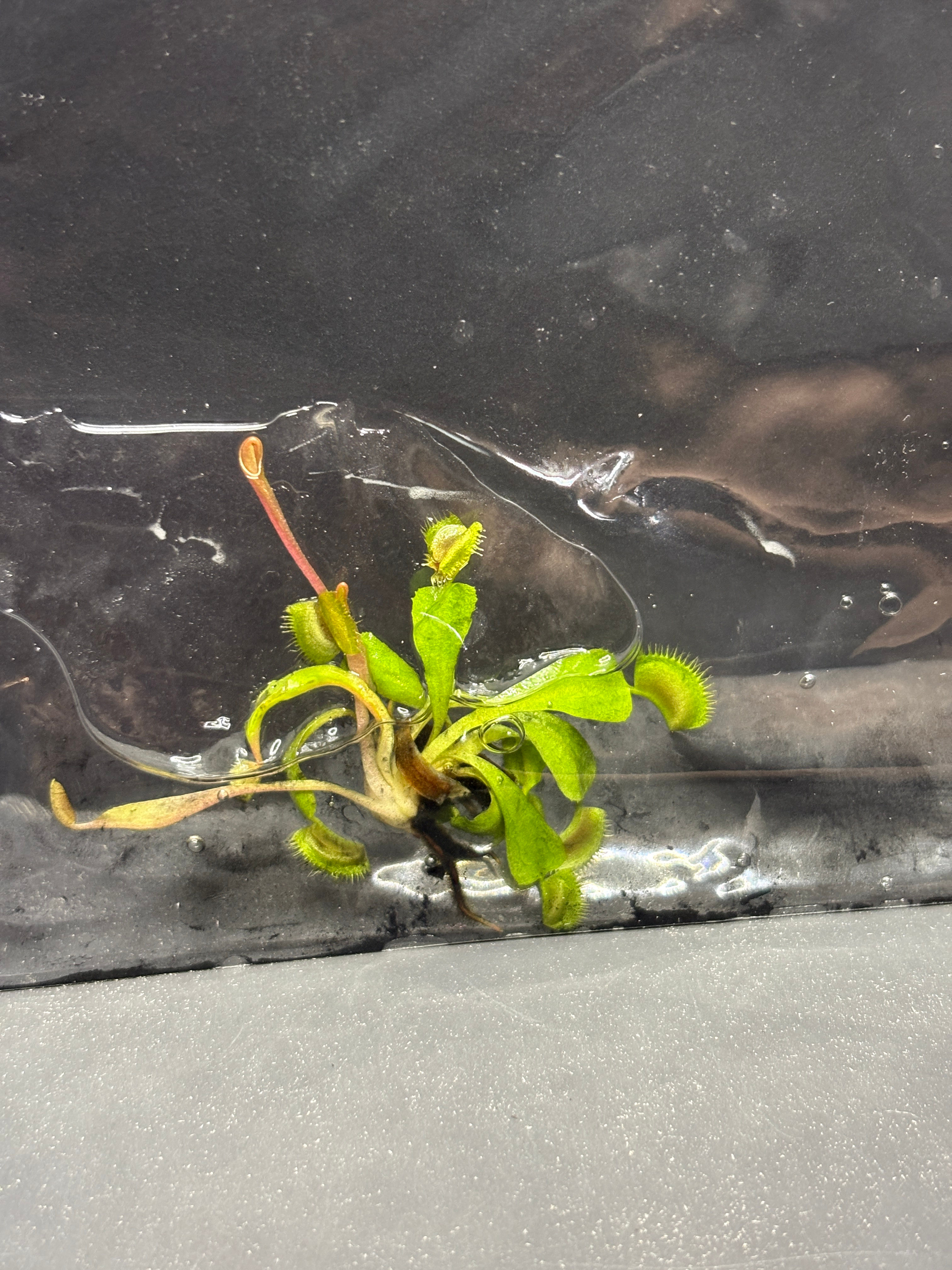 Dionaea Muscipula FTS Maroon Monster Tissue Culture Plant Seller's Choice