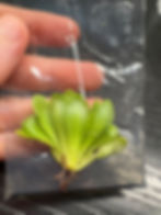 Mexican Pinguicula Butterwort Guatemala