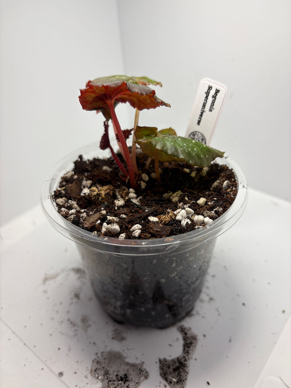 Thumbnail: Begonia superuniverse — Potted, 4" Pot (Exact Plant) 