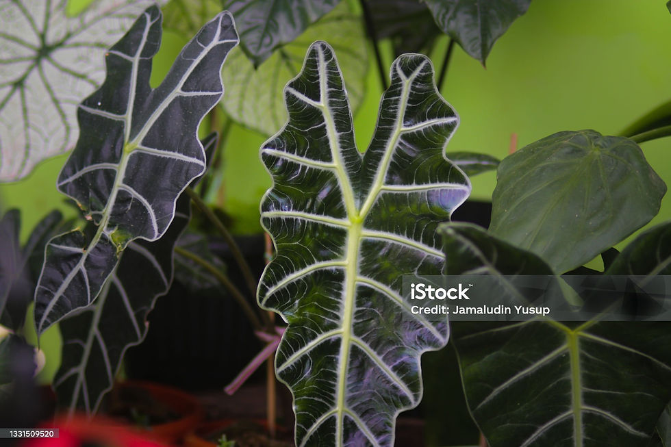 Alocasia Polly Amazonica: A Complete Guide