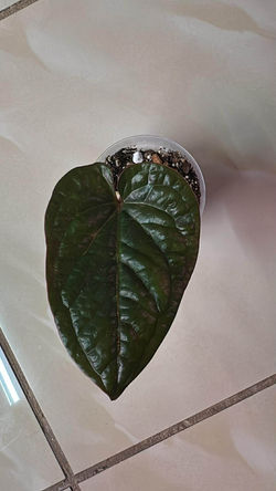 862f55e3-5d15-45b1-9fc0-f54f76031950