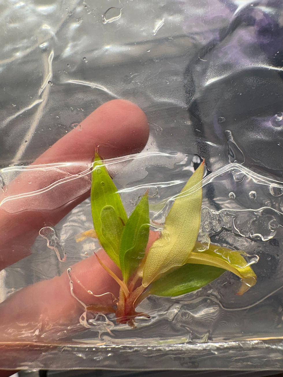Thumbnail: Philodendron Prince of Orange Tissue Culture Plantlet