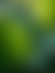 Rare Houseplants That Are Easy to Care For: Low-Maintenance Rare Plants You’ll Love