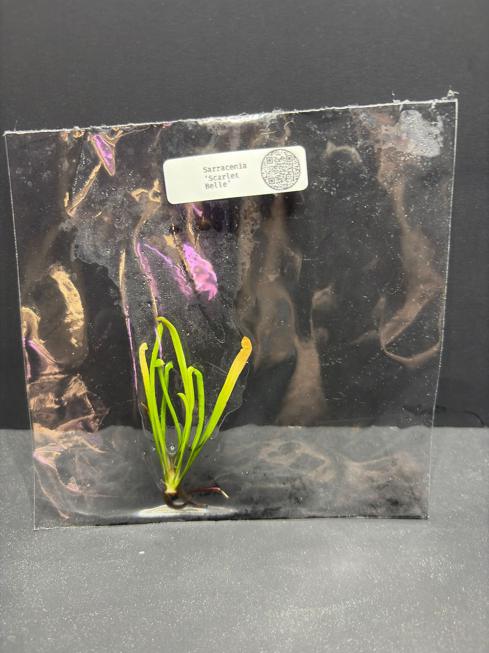 Thumbnail: Sarracenia 'Scarlet Belle' Tissue Culture Plant Seller's Choice