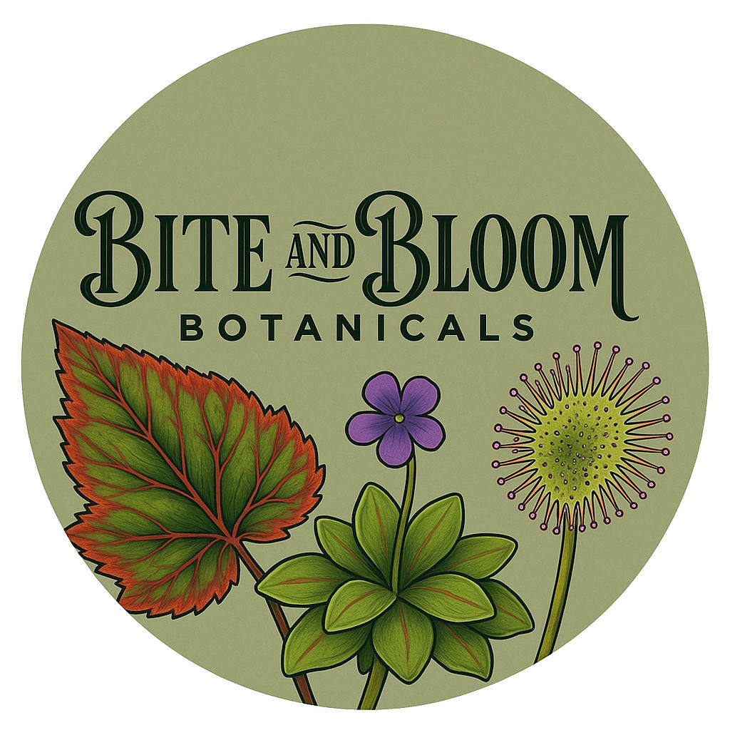 Begonia Chlorocostica Tissue Culture Plant 1-5-10 Pack PRE-ORDER