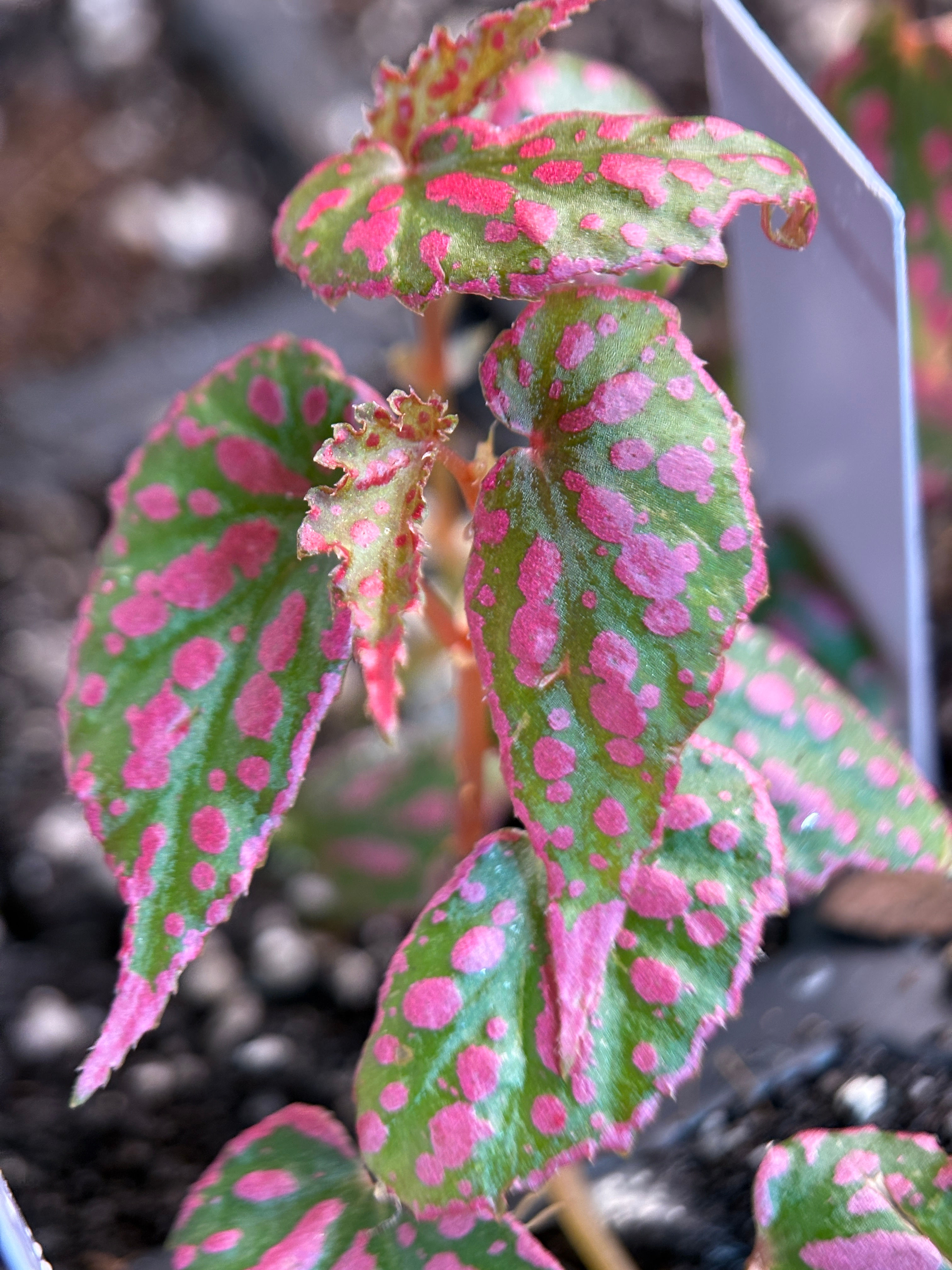 Begonia sp. Hairy Spots Tissue Culture 1 Plant
