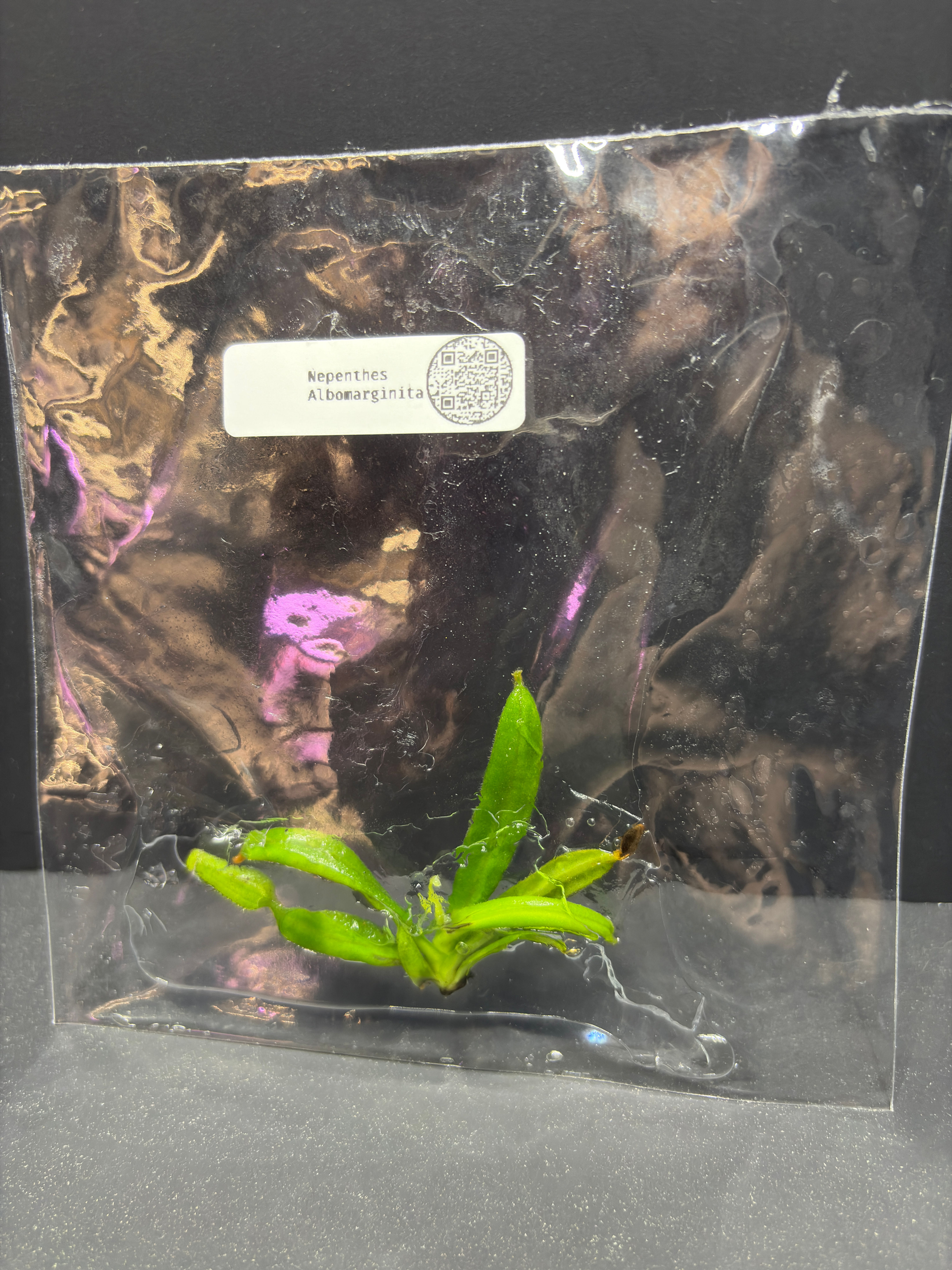 Nepenthes Albomarginata Tissue Culture Plant Seller's Choice