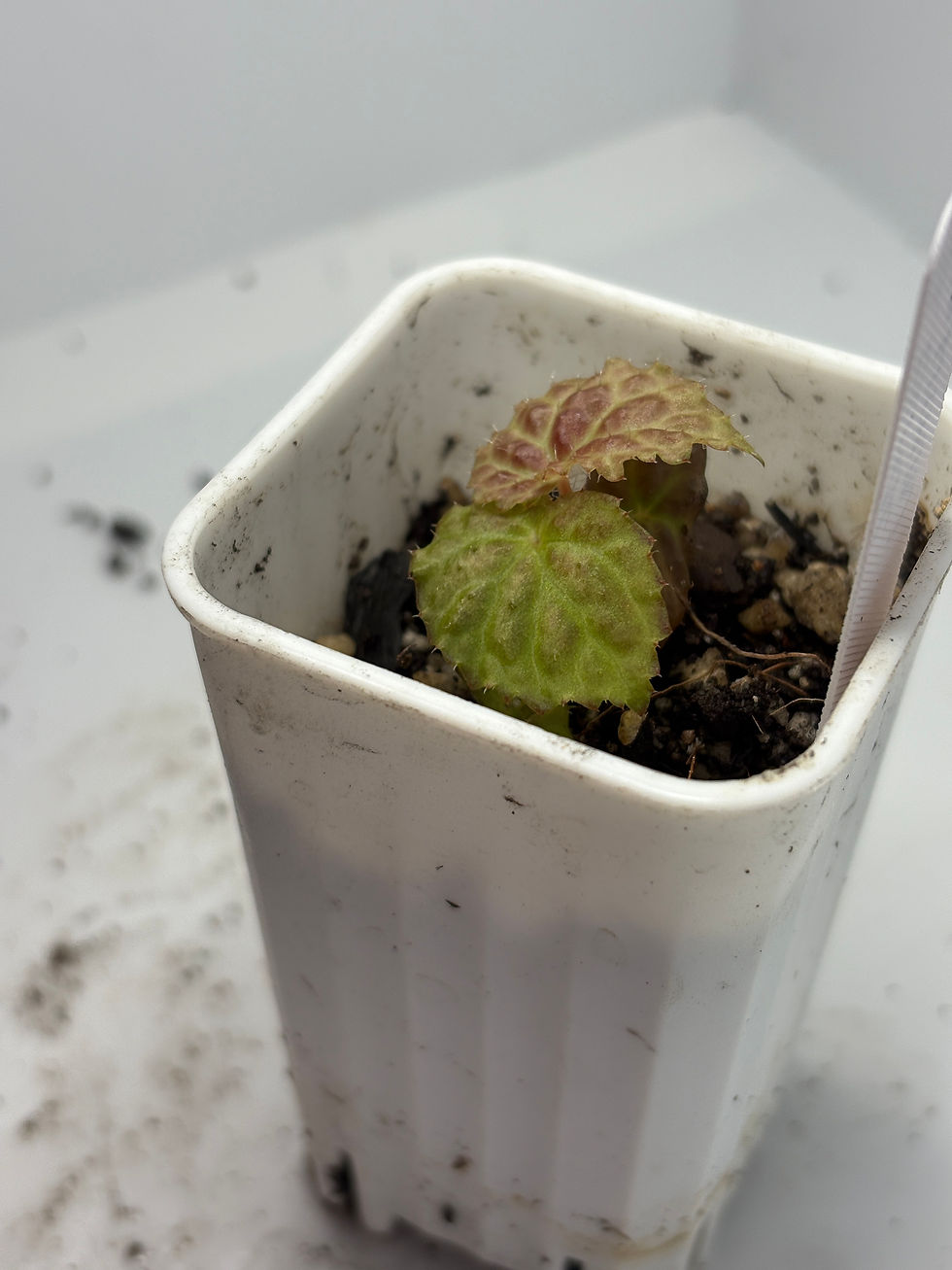 Thumbnail: Begonia Black Mountain — Potted, 3" Pot (Exact Plant) 