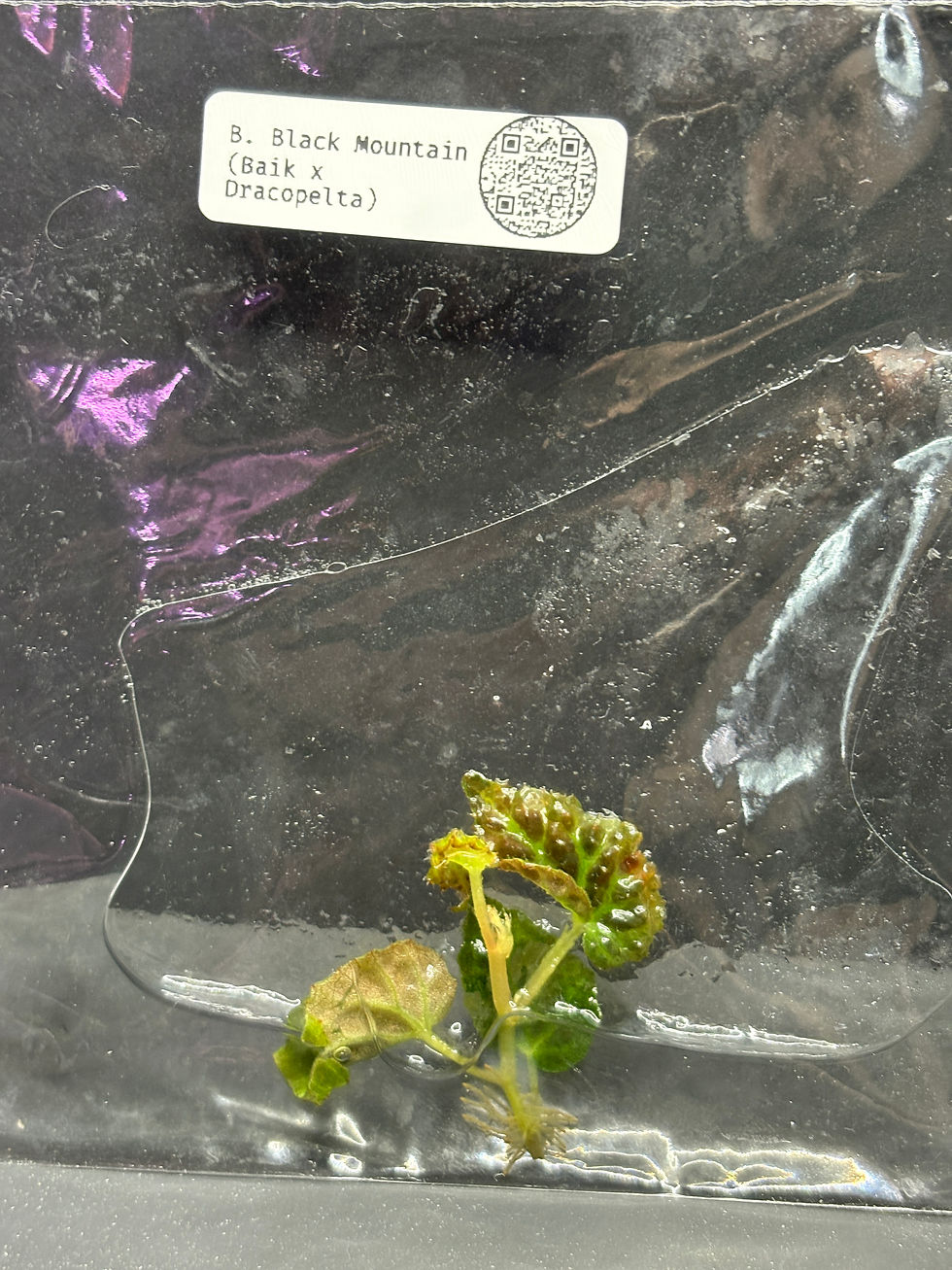 Thumbnail: Begonia Black Mountain Dracopelta x Baik Hybrid Tissue Culture Seller's Choice