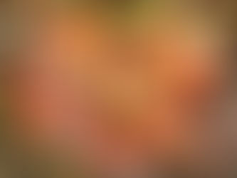 Drosera Spatulata - Spoon-Leaf Sundew