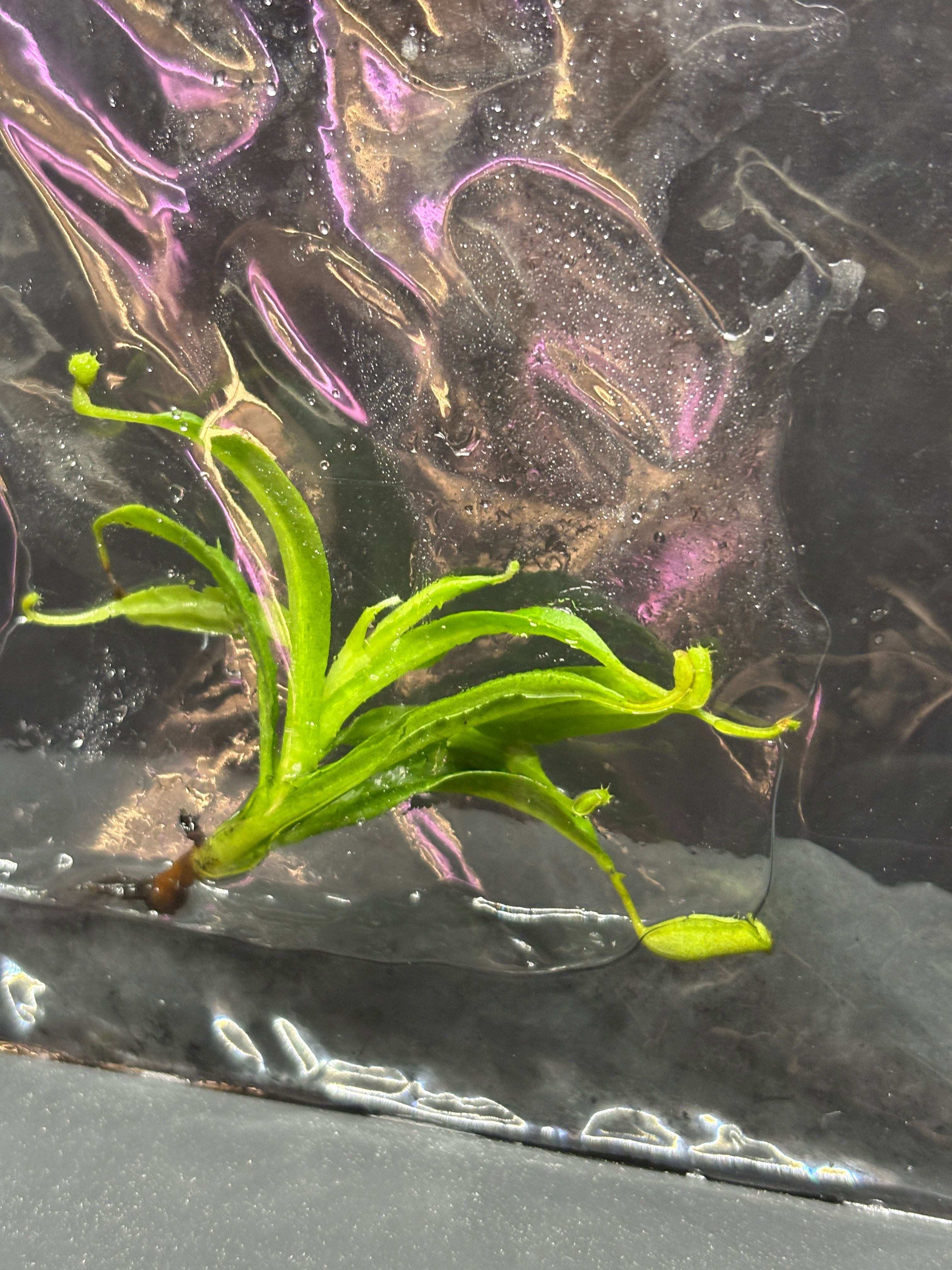 Nepenthes Ventricosa Pitcher Plant Tissue Culture Seller's Choice