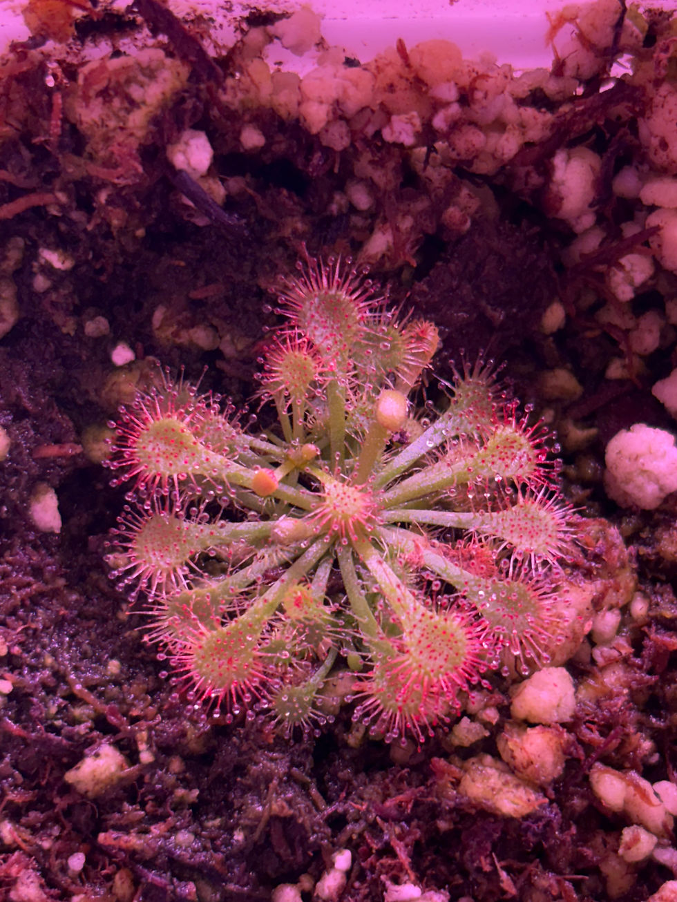The Carnivorous Plant Everyone Gets Wrong (And the One That Started My Whole Business)