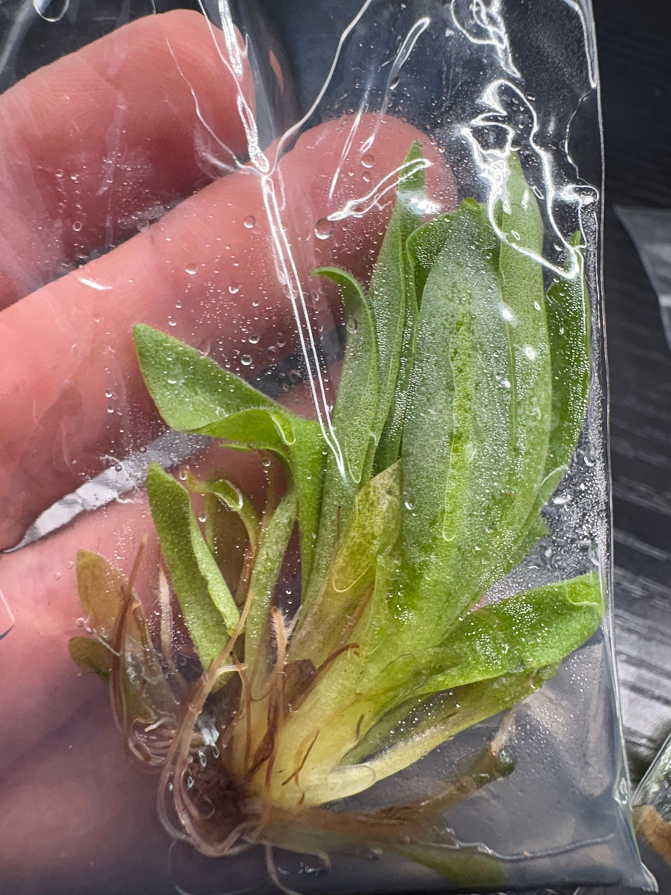 Thumbnail: Mexican Pinguicula Butterwort "Aphrodite" Tissue Culture Plantlet