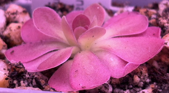 Pinguicula Butterwort Johanna.jpg