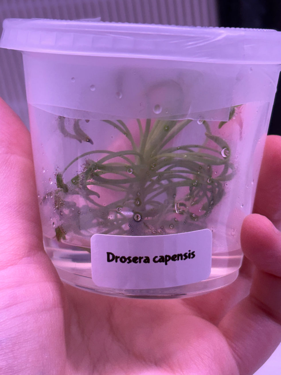 Hand holding a clear container labeled "Drosera capensis" with small green plants inside. Soft pink lighting creates a calm mood.