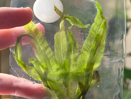 My Tissue Culture Plant Arrived Contaminated — Is It Still Safe to Deflask