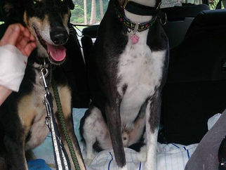 Missing Southport dog Aarif has been found safe and well on National Dog Day