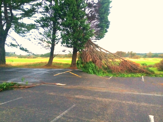 tree 2_edited.jpg