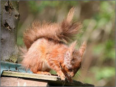Sad news of sick Red Squirrels in Formby with symptoms very similar to squirrel pox