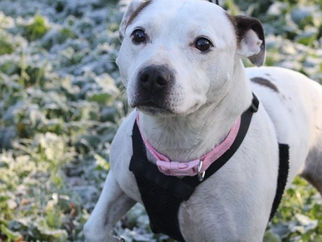 Leyla needs a home, can you help?