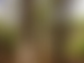 Thousands of trees spared from the chop in Formby and Ainsdale