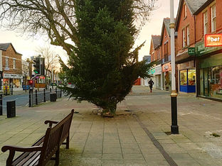 The Christmas Tree has arrived in Formby village last night ready for the Christmas Lights Switch-on