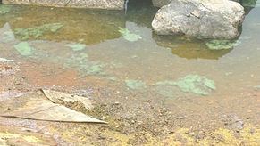 Urgent Warning as Deadly Algae Outbreak Shuts Down Crosby Marine Lake Until Further Notice