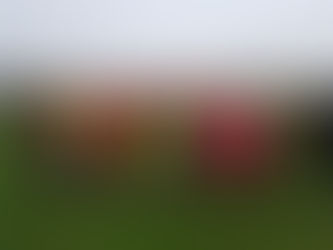 Formby Junior Sports Club results and Frank's report