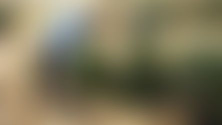 Recycle your real Christmas Trees at National Trust in Formby until 14th January