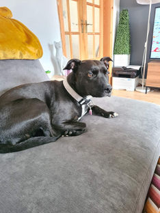 UPDATE - REUNITED - Dog is lost in Formby about 4pm today